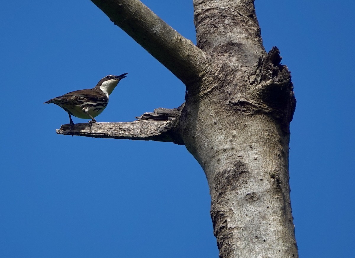 Rabdornis Común - ML633938519