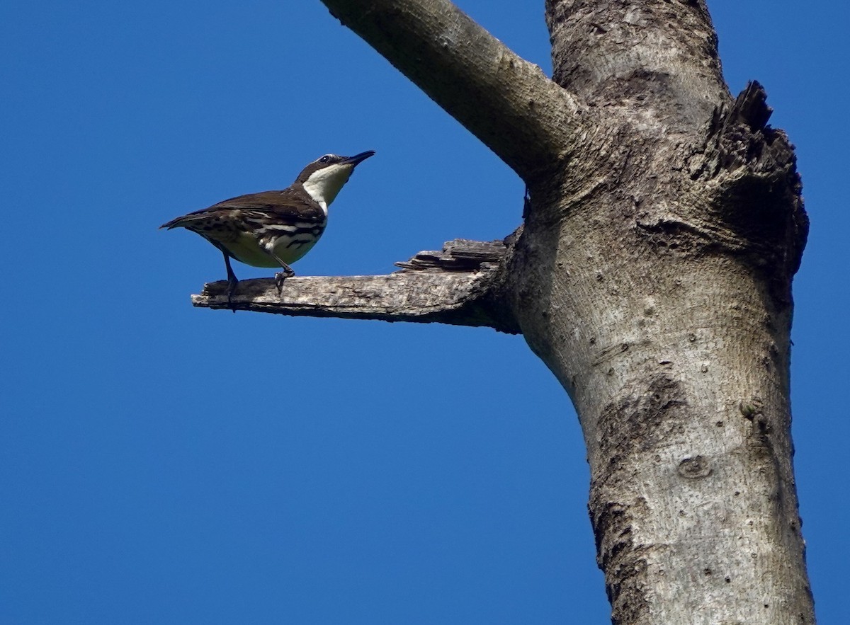 Rabdornis Común - ML633938520
