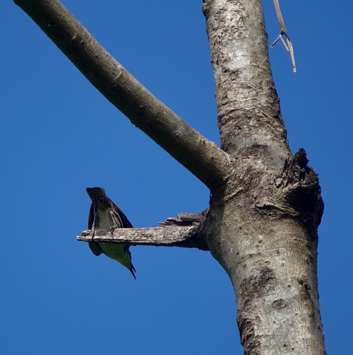 Rabdornis Común - ML633938521