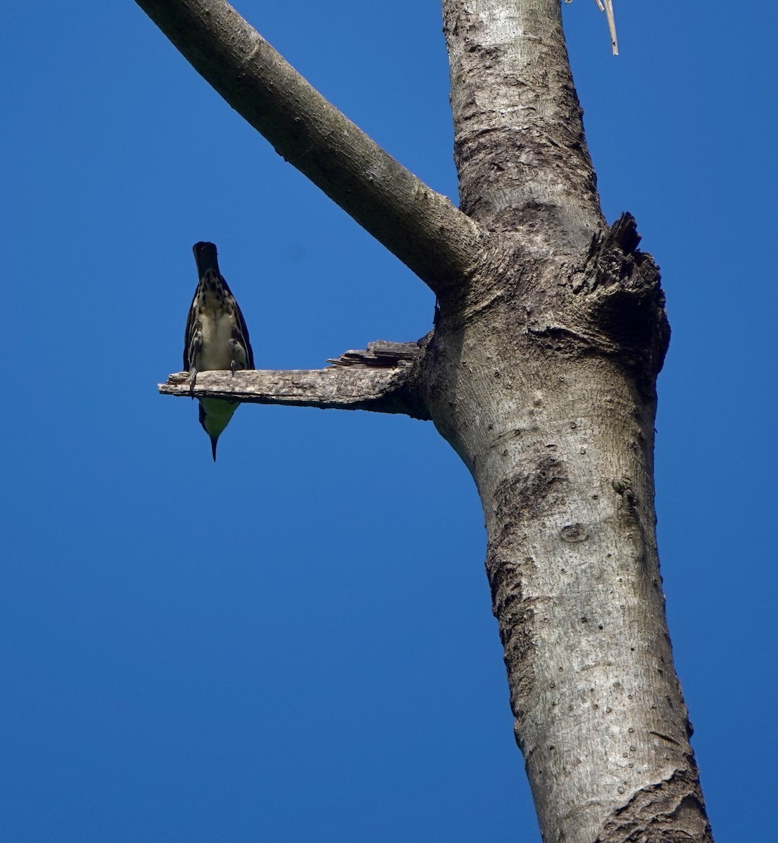 Rabdornis Común - ML633938522