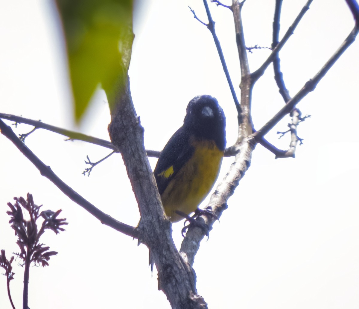 Tarin à ventre jaune - ML633938574