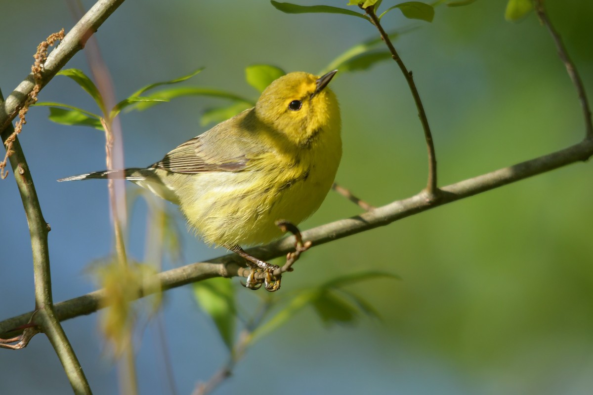 Prairie Warbler - ML633938613
