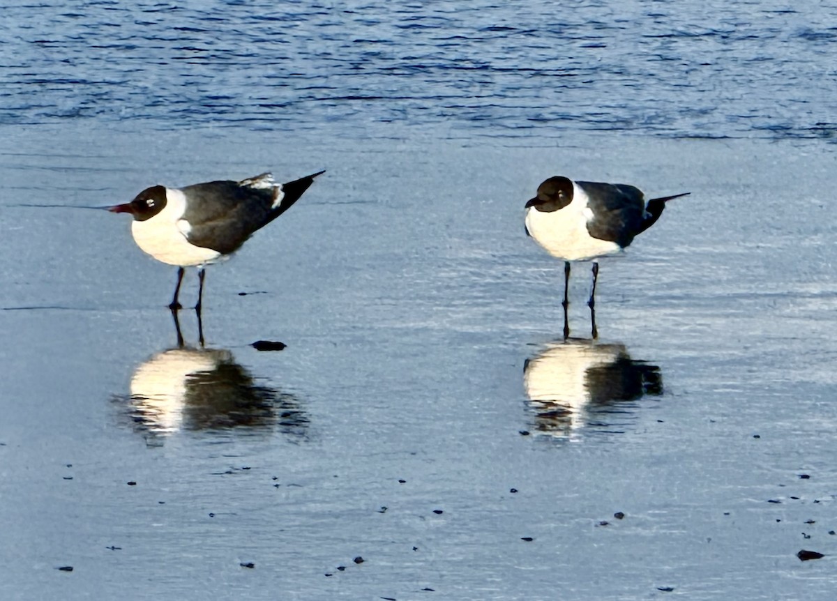 Bonaparte's Gull - ML633938653