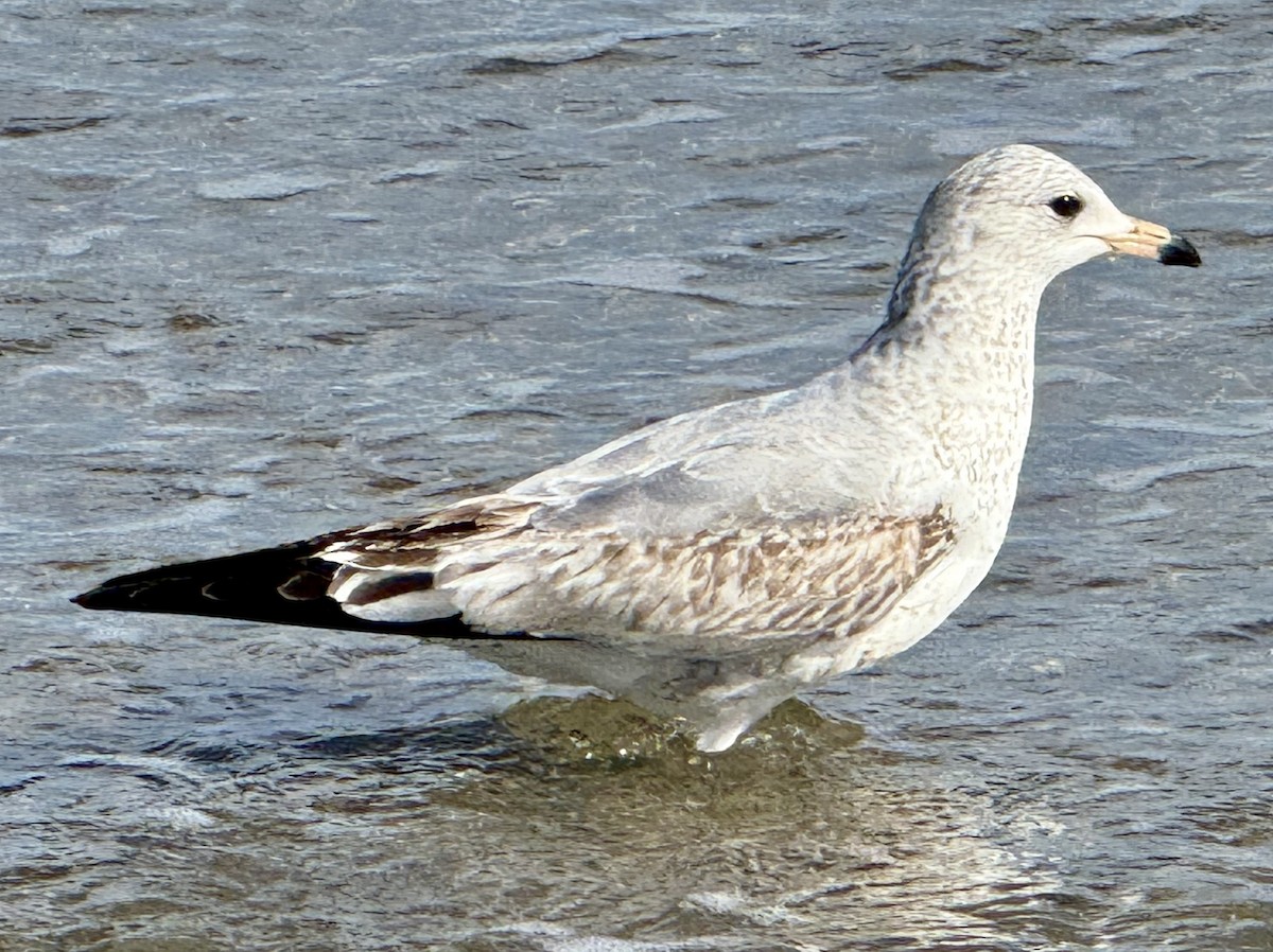 Ring-billed Gull - ML633938708