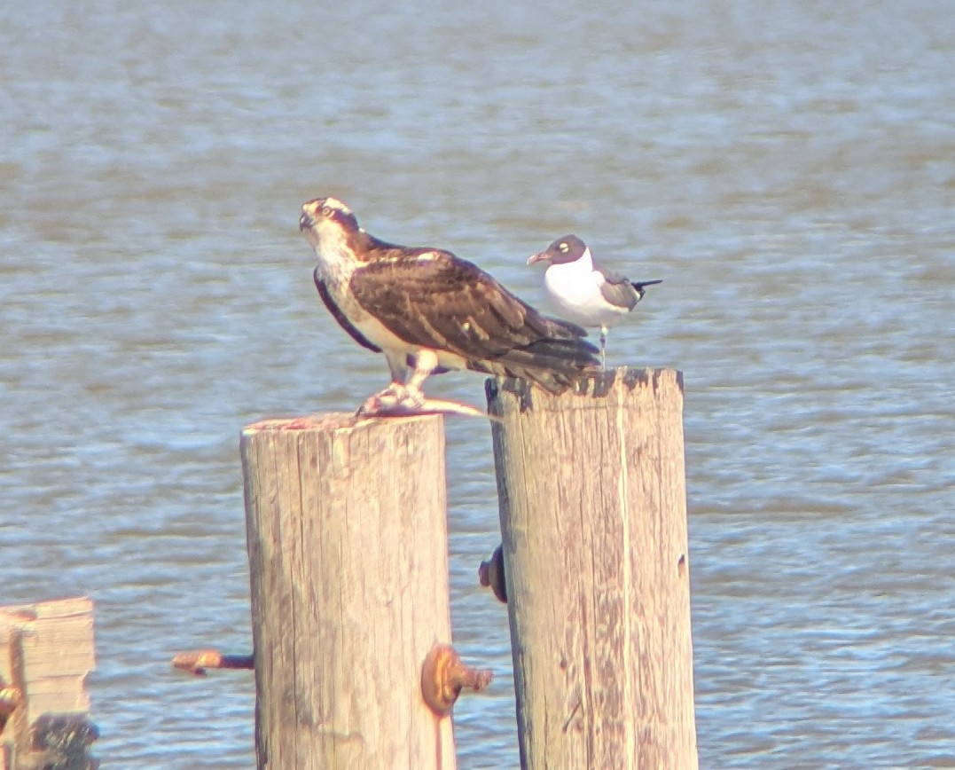 魚鷹 - ML633938726