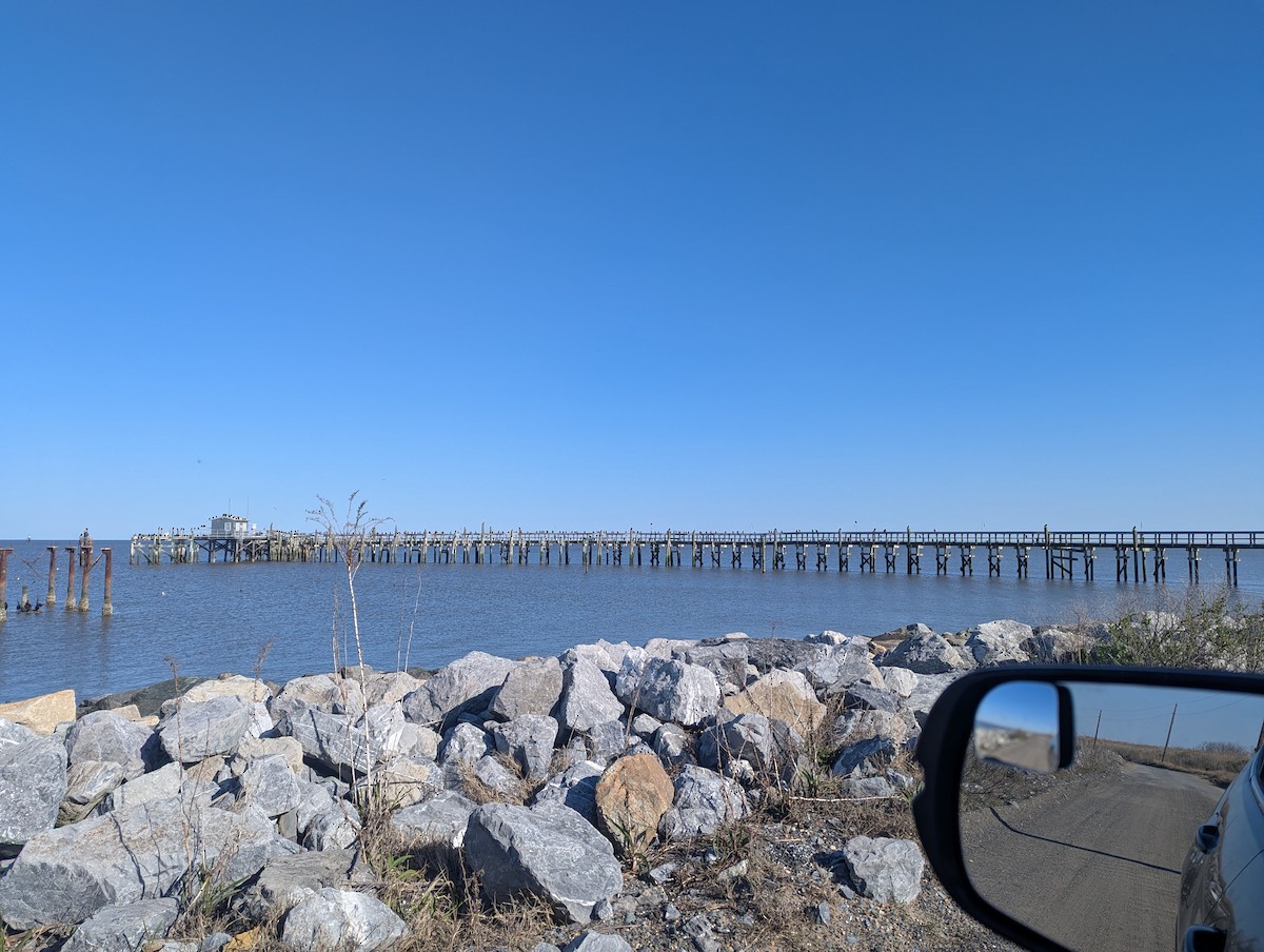 Double-crested Cormorant - ML633938732