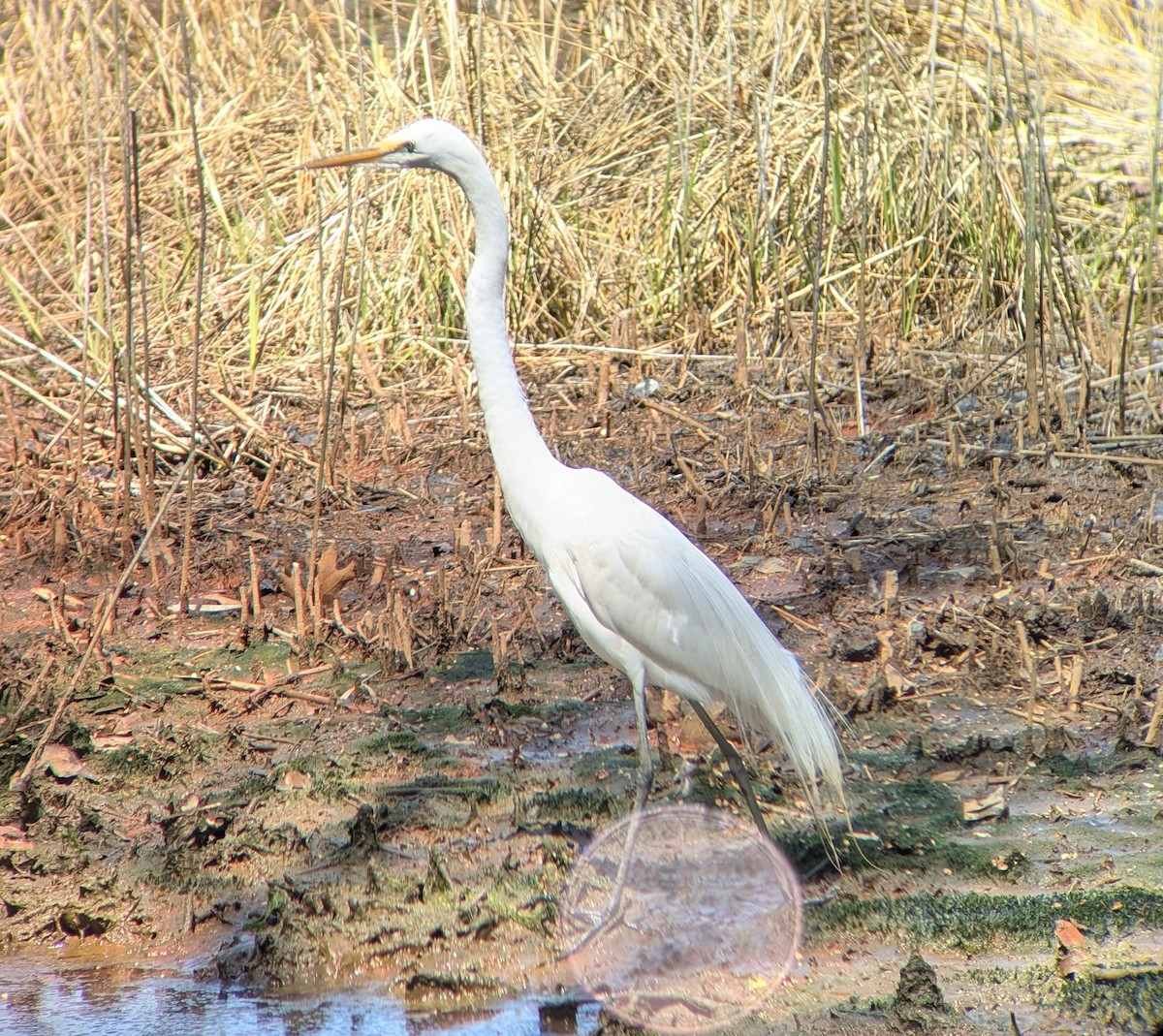 大白鷺 - ML633938752