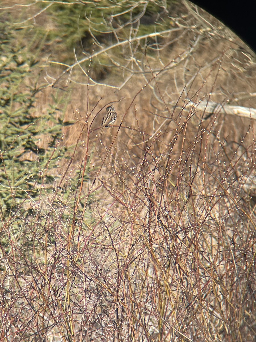 Song Sparrow - ML633938768