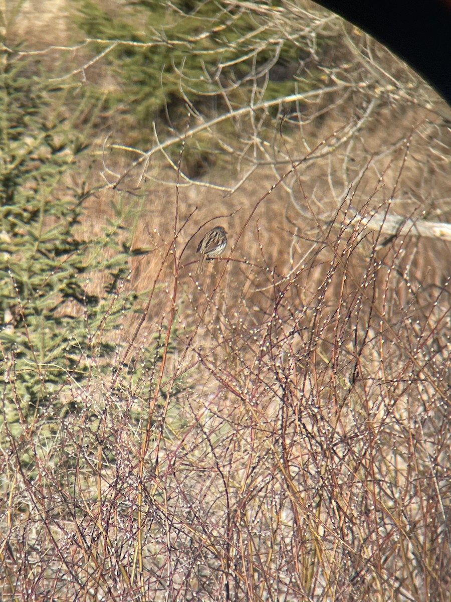 Song Sparrow - ML633938769