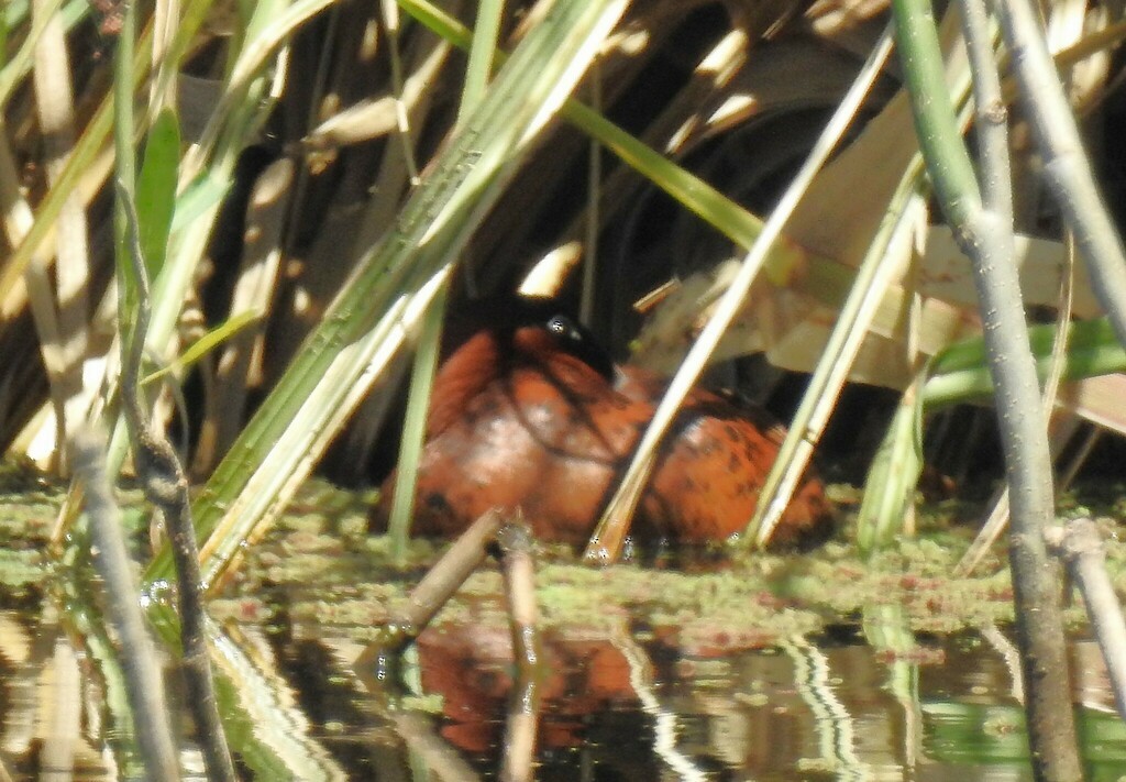 Masked Duck - ML633938812