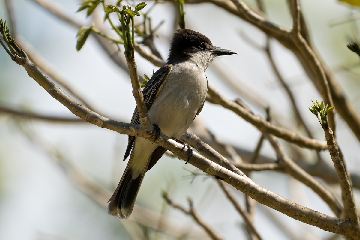 Giant Kingbird - ML633938854