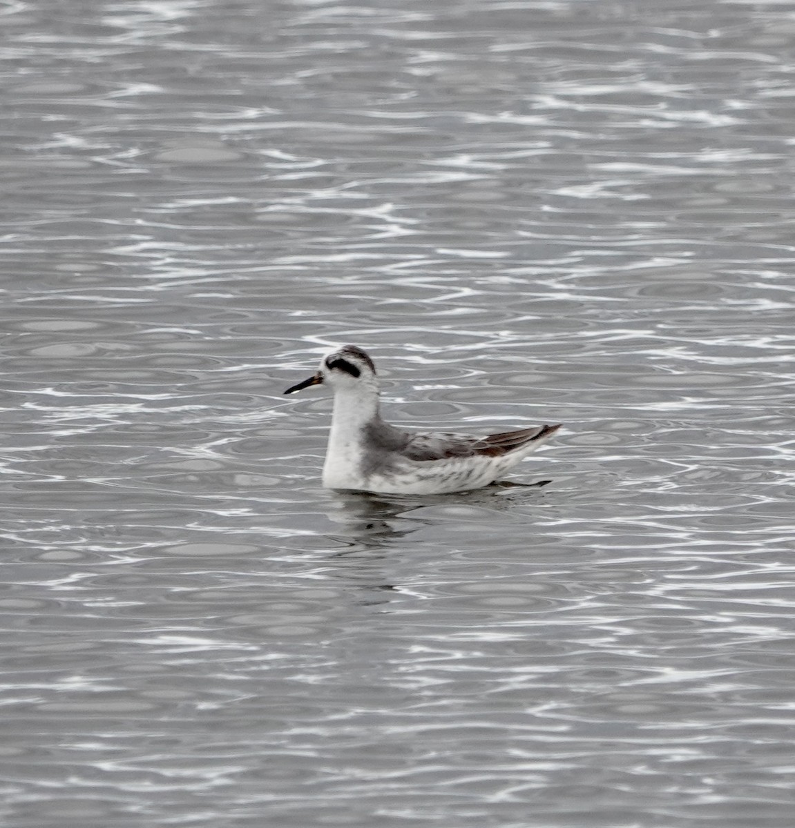 Red Phalarope - ML633938855