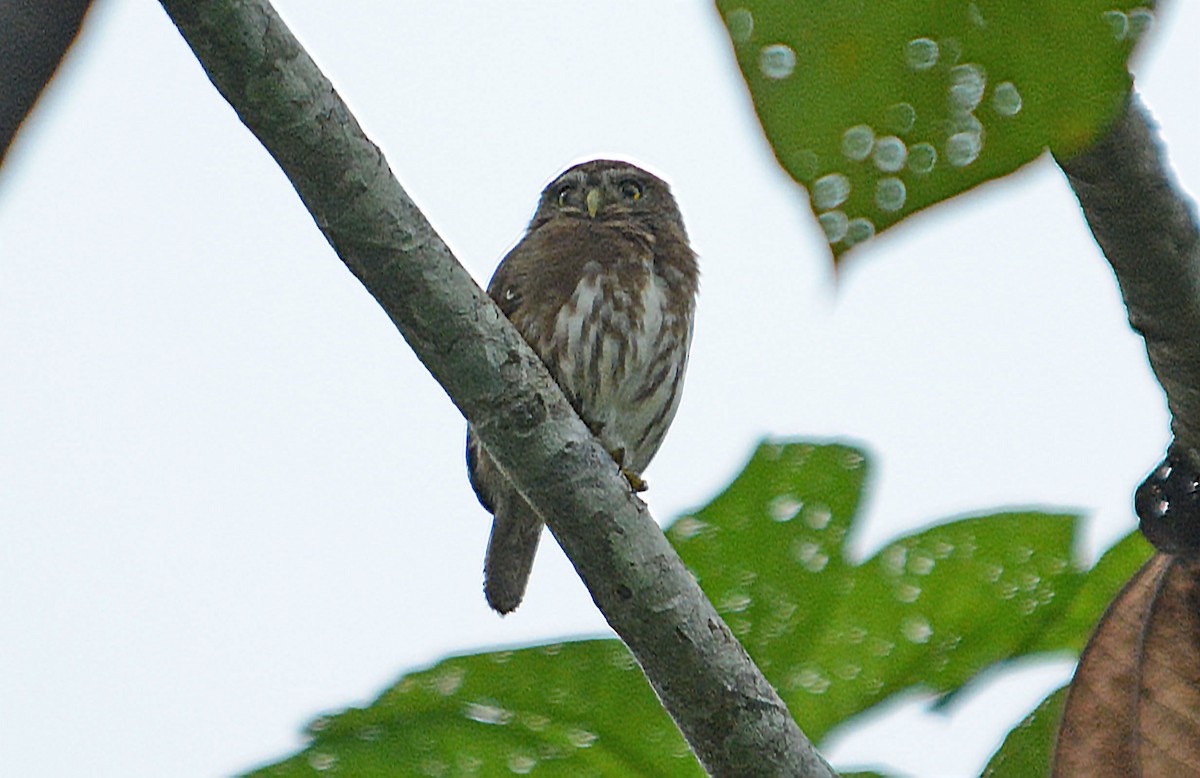Ferruginous Pygmy-Owl - ML633938861