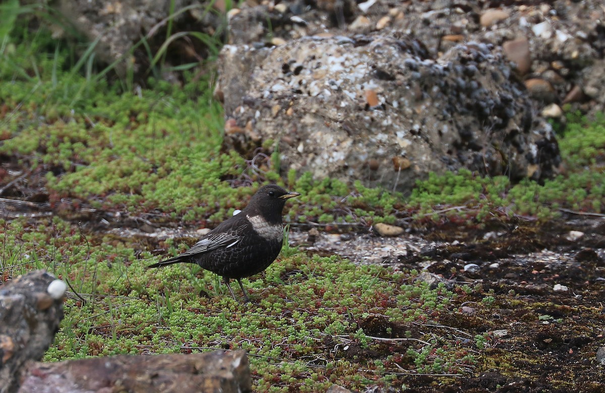 Ring Ouzel - ML633938880
