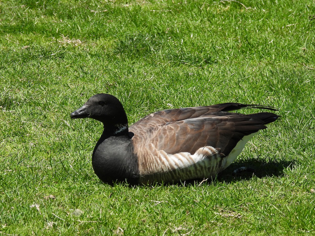Хар толгойт галуу - ML633938919