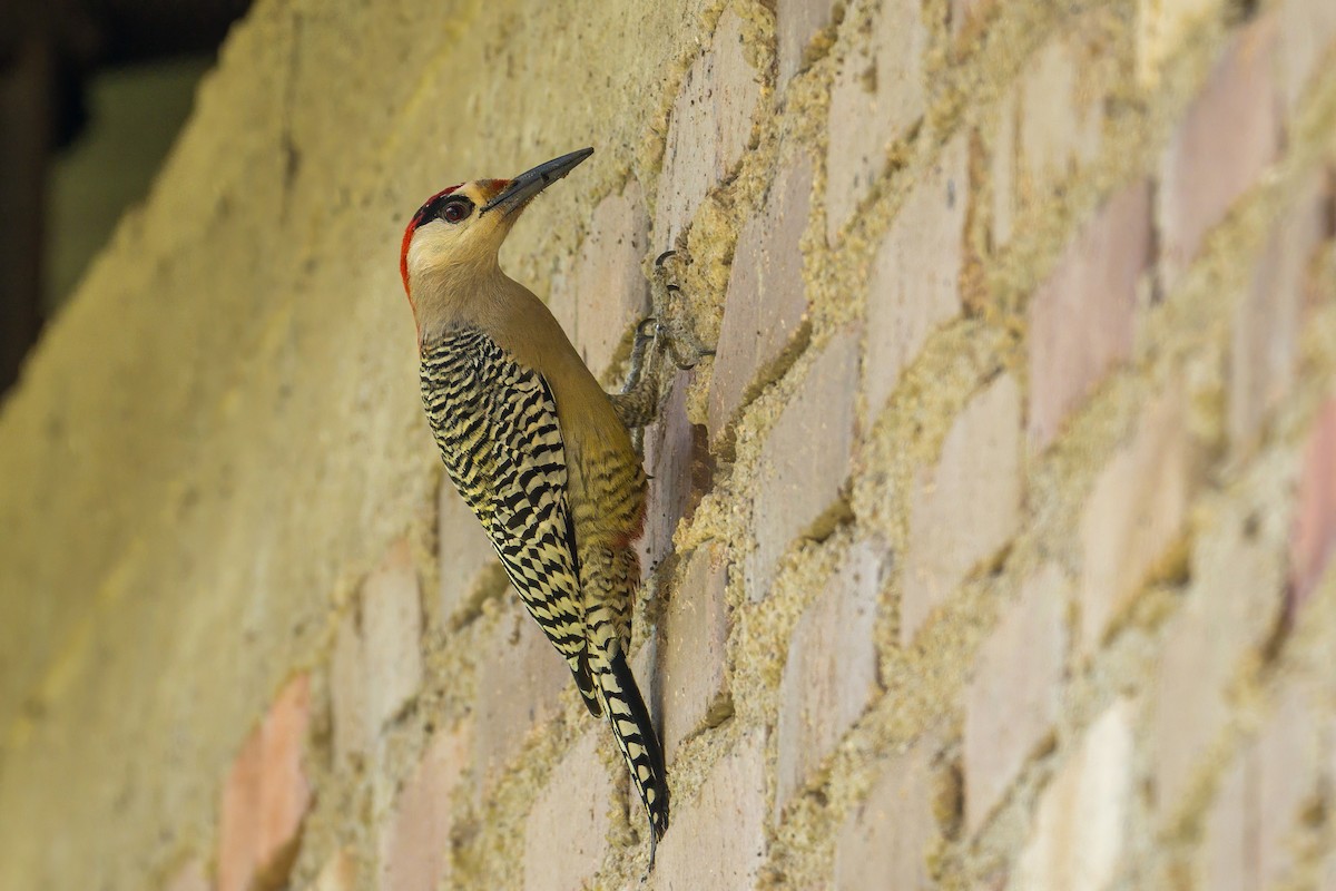 West Indian Woodpecker - ML633938920