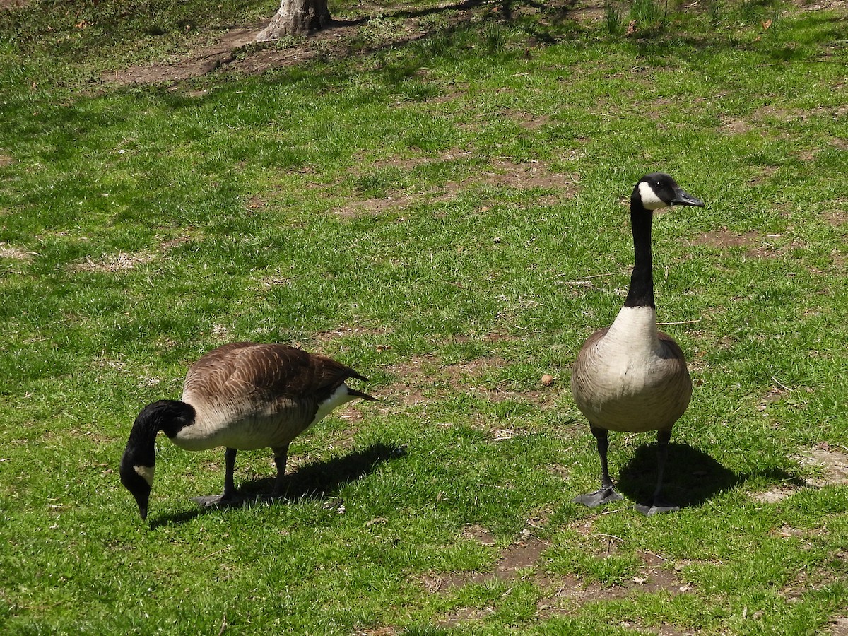 Канад галуу - ML633938924