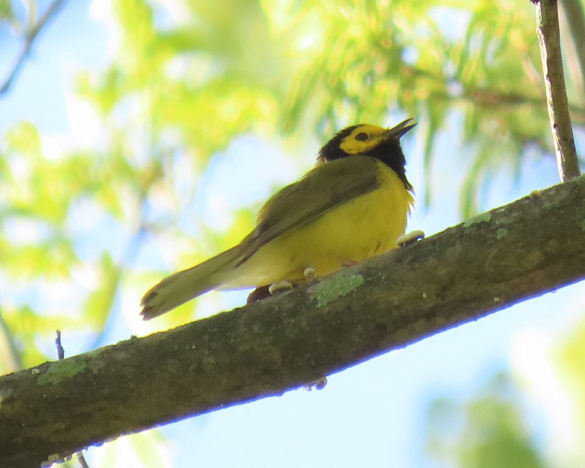 Hooded Warbler - ML633938950