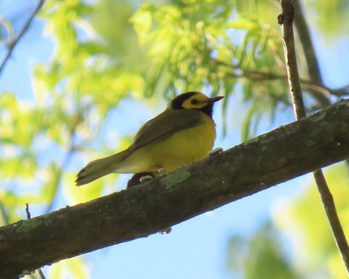Hooded Warbler - ML633938951