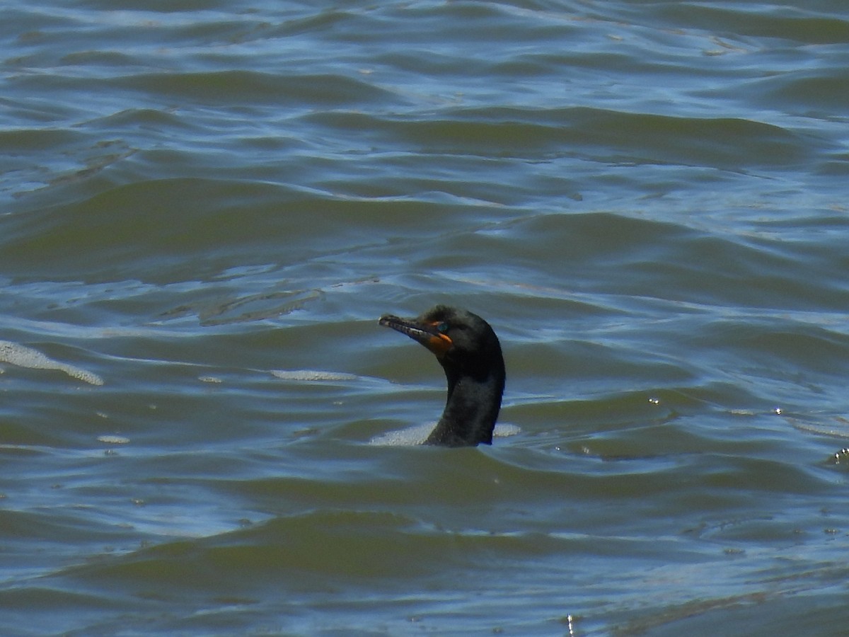 Double-crested Cormorant - ML633938952