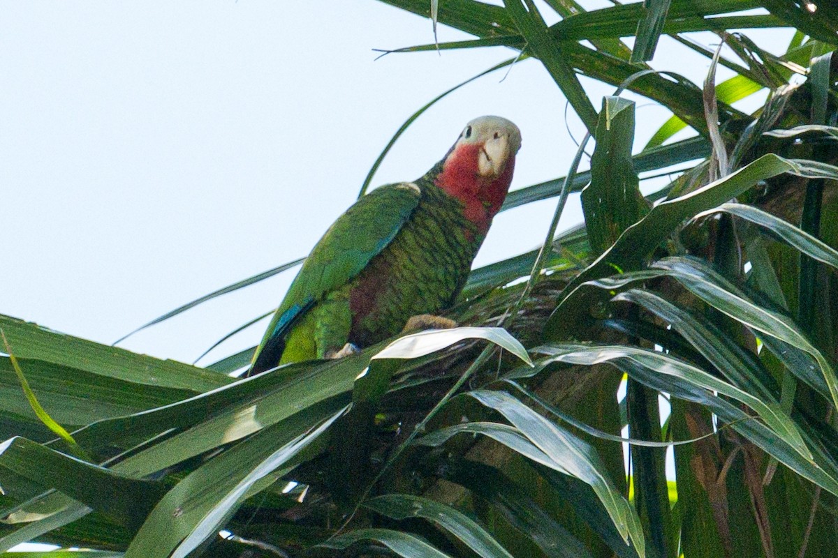 Cuban Amazon (Cuban) - ML633938981