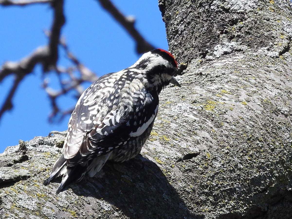 Yellow-bellied Sapsucker - ML633938986