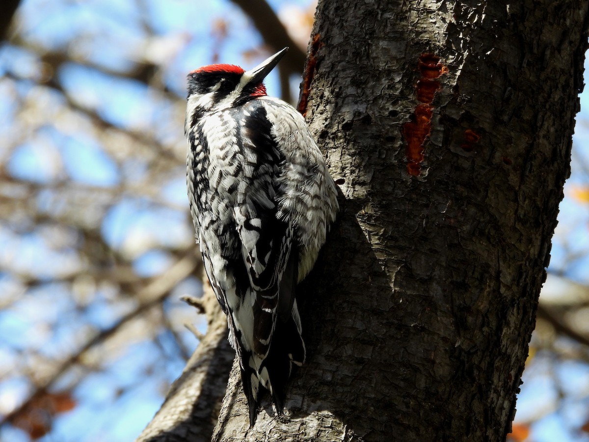 Yellow-bellied Sapsucker - ML633938997