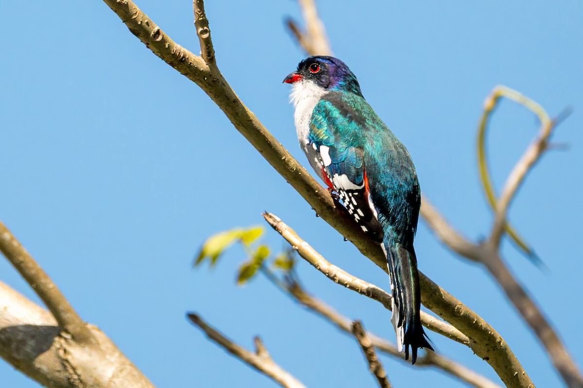 Cuban Trogon - ML633939001