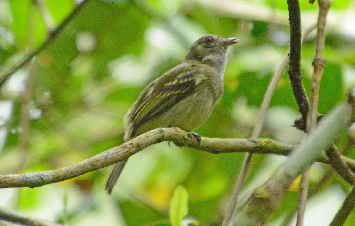 Fuscous Flycatcher - ML633939019