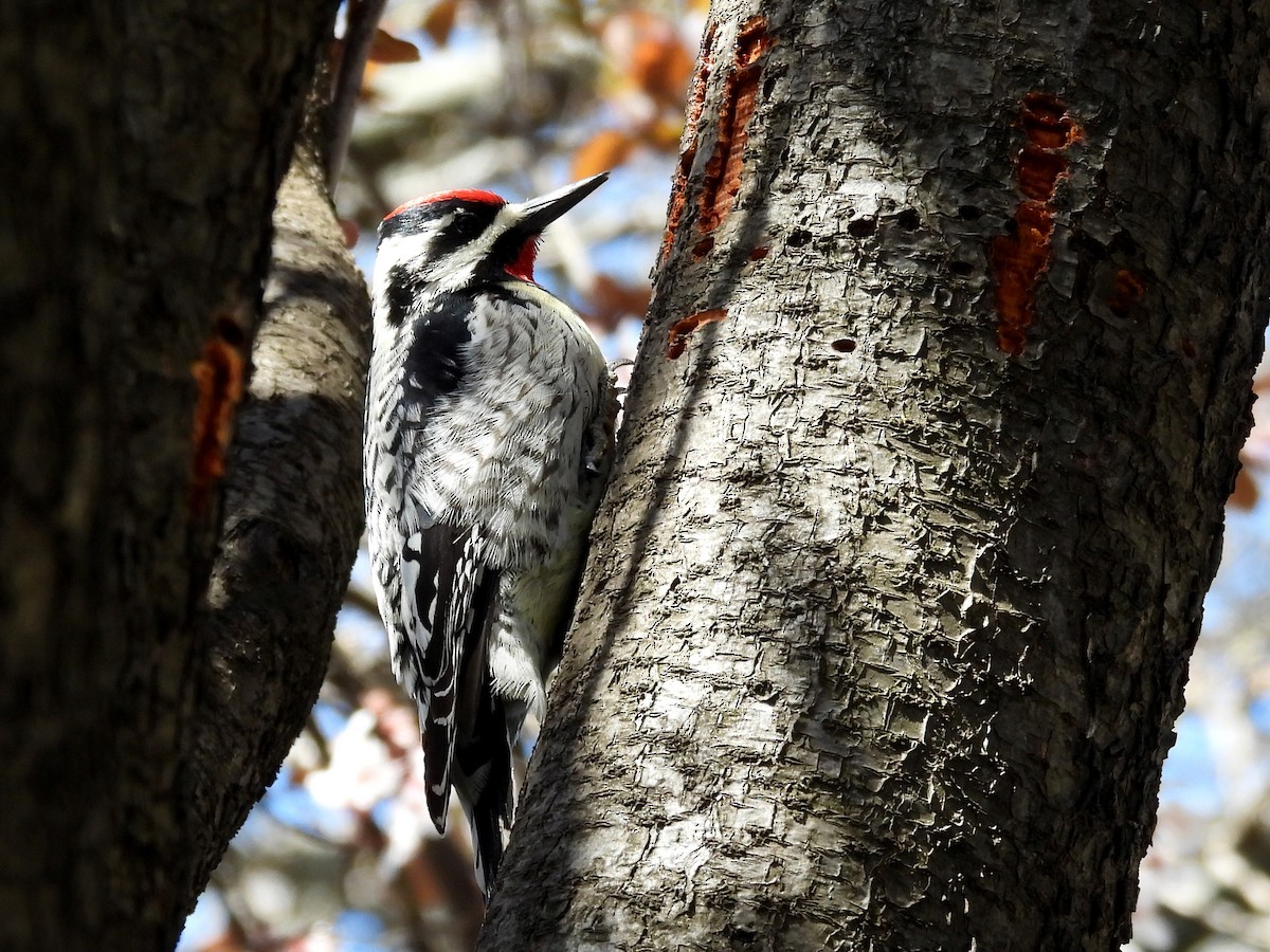 Yellow-bellied Sapsucker - ML633939026