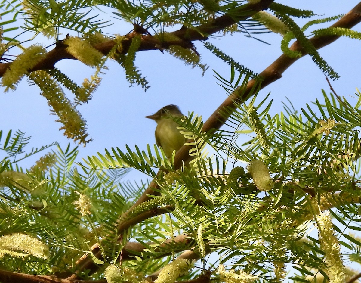 Western Flycatcher - ML633939041