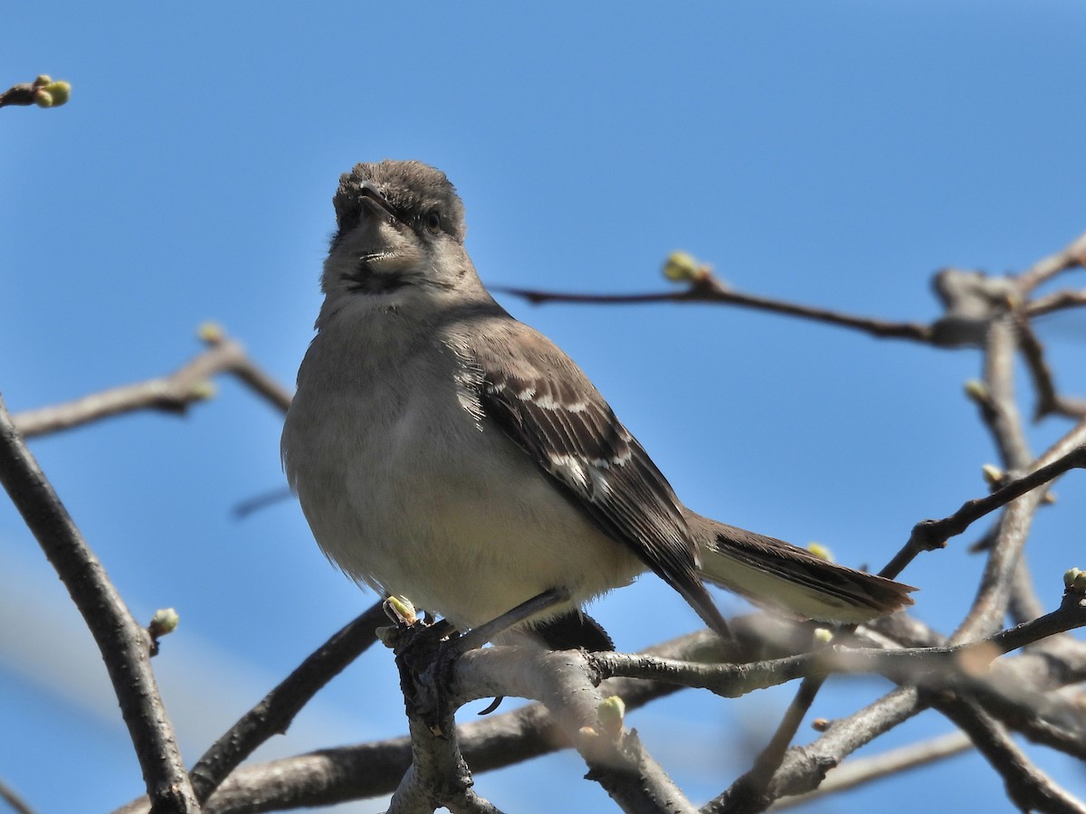 Northern Mockingbird - ML633939049