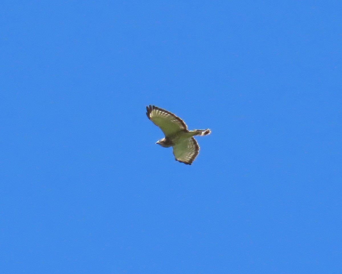 Breitflügelbussard - ML633939055