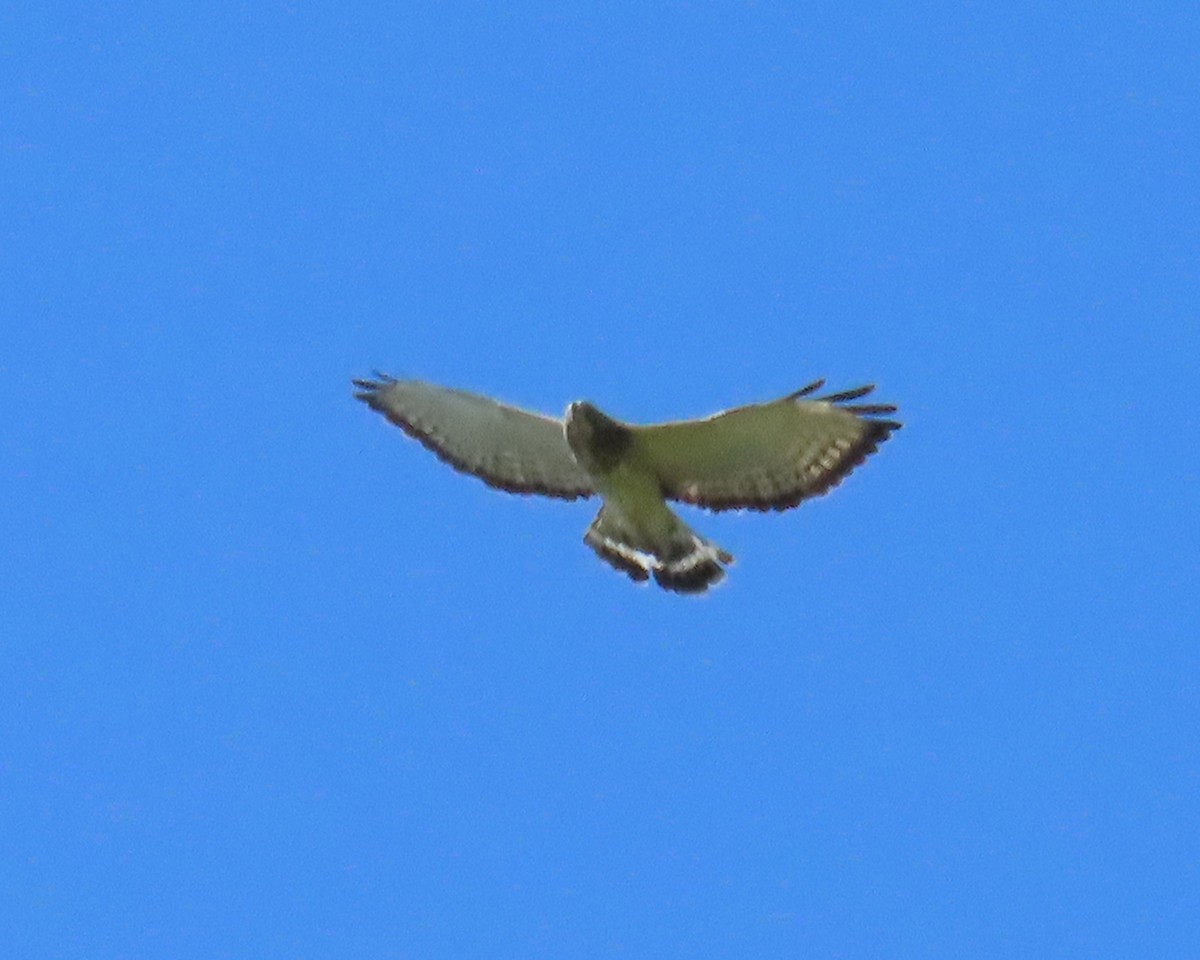 Breitflügelbussard - ML633939056