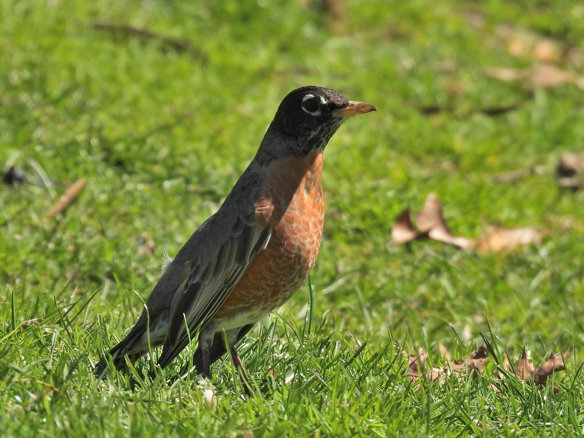 American Robin - ML633939063