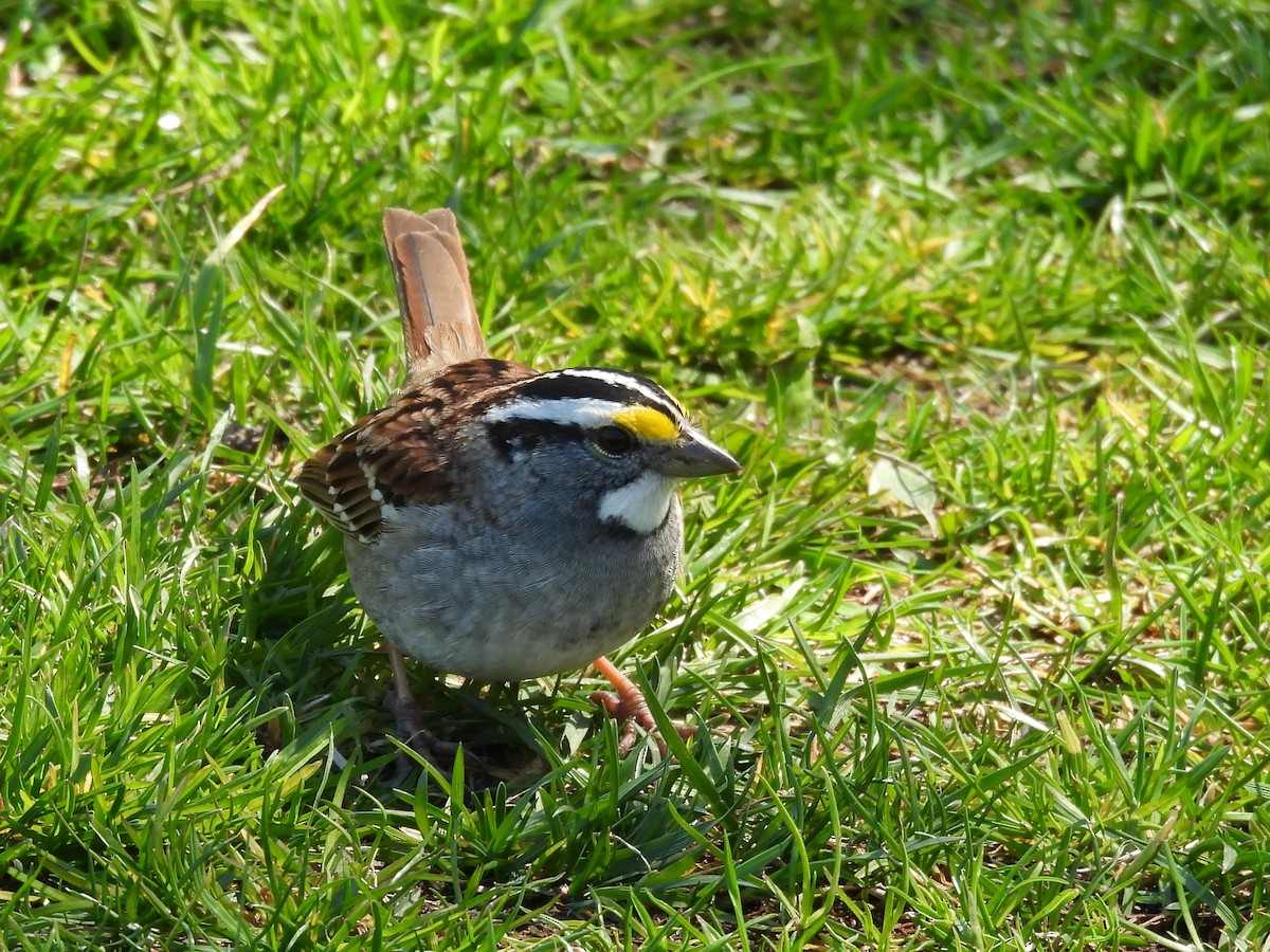 White-throated Sparrow - ML633939080