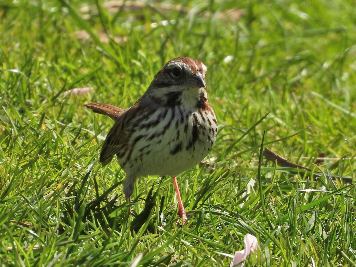 Song Sparrow - ML633939094