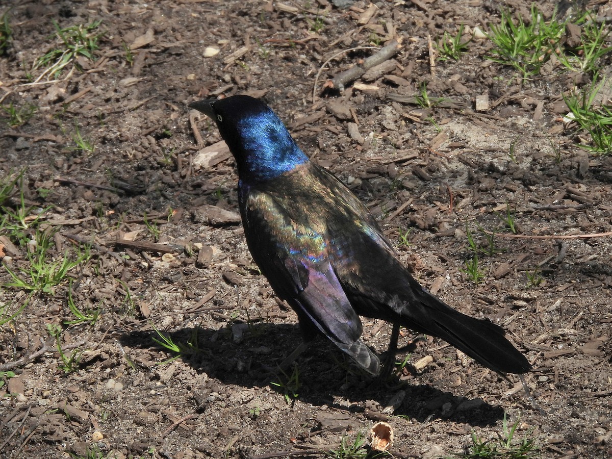 Common Grackle - ML633939102