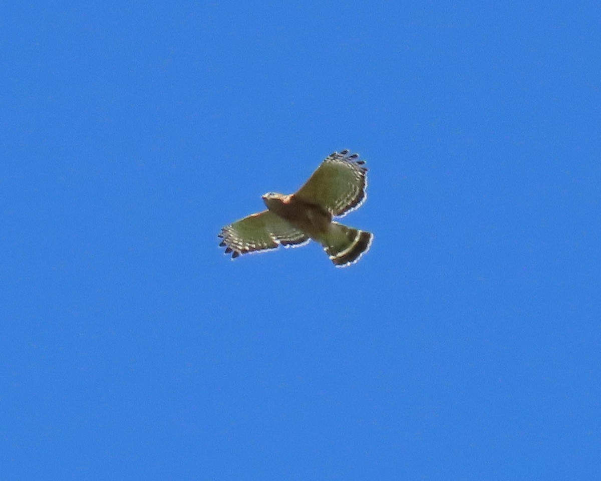 Rotschulterbussard - ML633939114