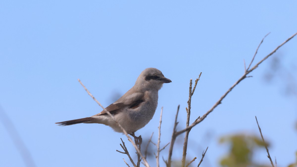 Northern Shrike - Robert Holland