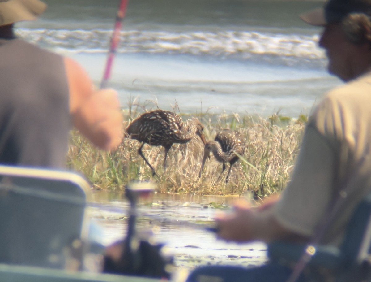Limpkin - ML633939284