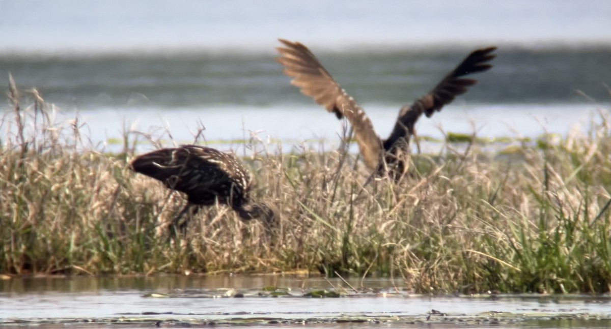 Limpkin - ML633939342
