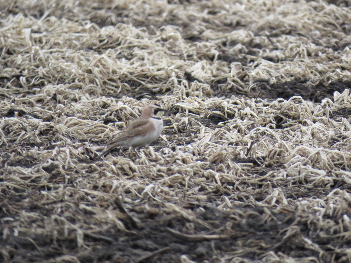 Horned Lark - ML633939395