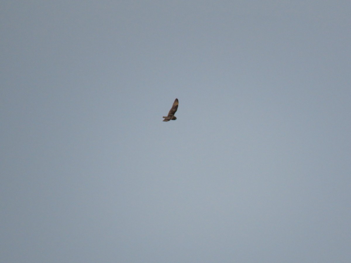 Short-eared Owl - ML633939423