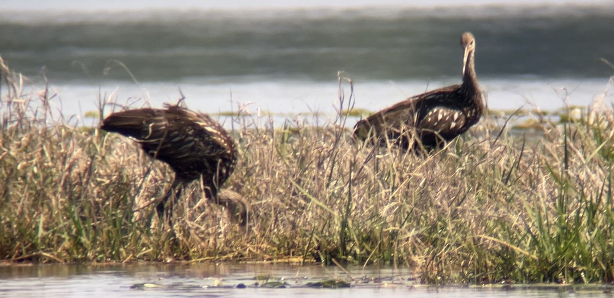 Limpkin - ML633939447