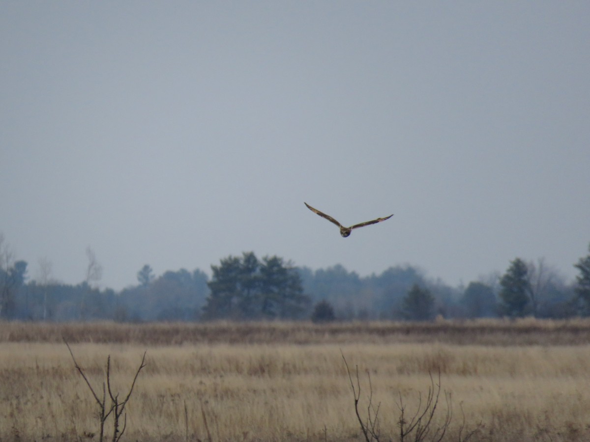 Short-eared Owl - ML633939510