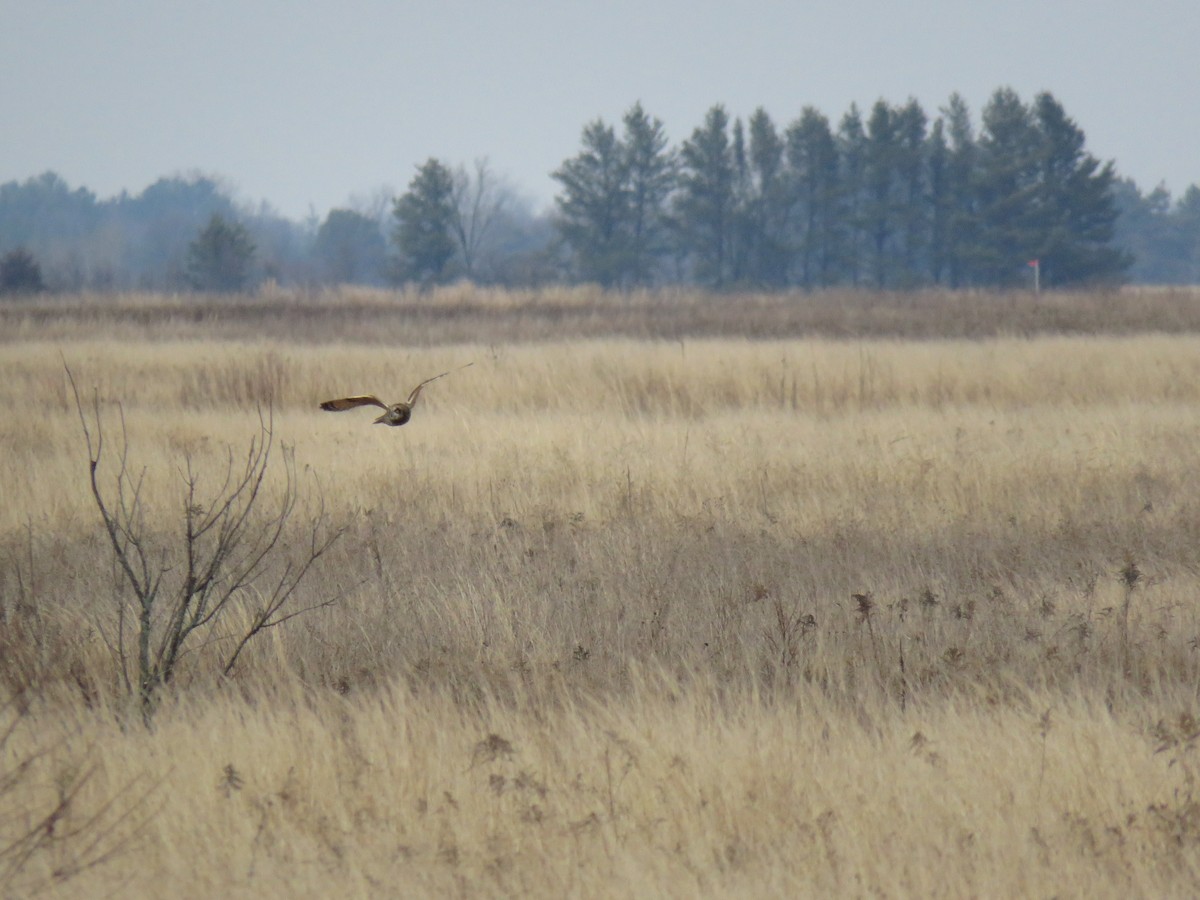 Short-eared Owl - ML633939526