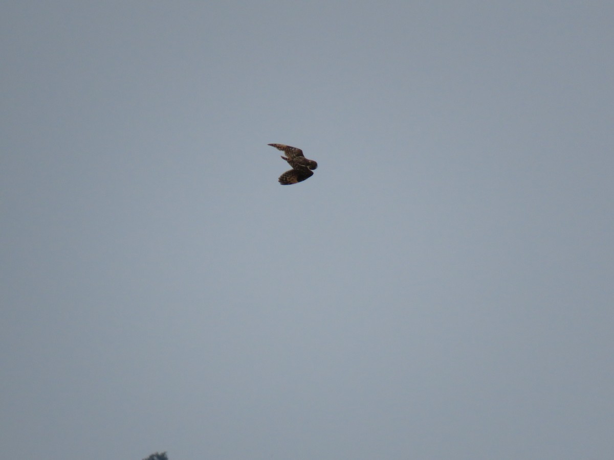 Short-eared Owl - ML633939559