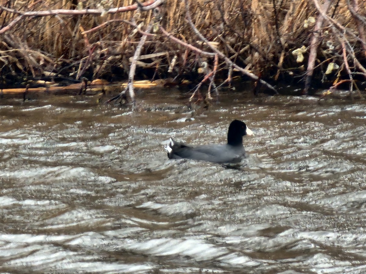 American Coot - ML633939561