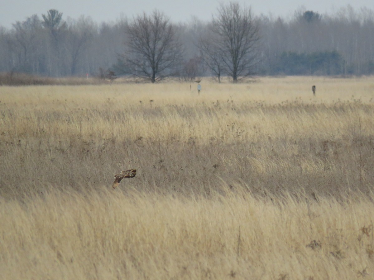 Short-eared Owl - ML633939576
